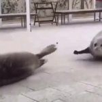 Bouncing Seal Meme GIF Template