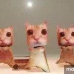 epic el gato dance GIF Template