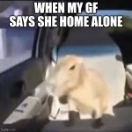 Ok I pull up capybara | WHEN MY GF SAYS SHE HOME ALONE | image tagged in ok i pull up capybara | made w/ Imgflip meme maker