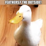 Duck | WHAT PART OF THE DUCK HAS THE MOST FEATHERS? THE OUTSIDE! DID I QUACK YOU UP? | image tagged in smile duck | made w/ Imgflip meme maker