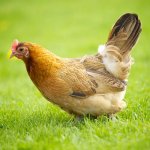 Hen