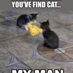 Cat | STOP SCROLLING...
YOU'VE FIND CAT... | image tagged in cats shaking hands,my man | made w/ Imgflip meme maker