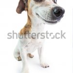 Funny Wenimechaindasama Rat Terrier Turi ip ip up Dog A A Folou