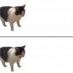 Sudden terrible realization cat template