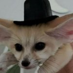 tophat fenc