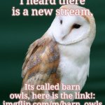 New stream | I heard there is a new stream, Its called barn owls, here is the link!: imgflip.com/m/barn_owls | image tagged in barn owl | made w/ Imgflip meme maker