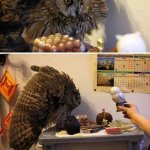 Owls are stupid