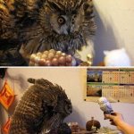 Owl reaction meme