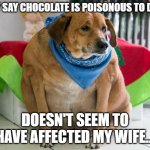 fat dog | THEY SAY CHOCOLATE IS POISONOUS TO DOGS; DOESN'T SEEM TO HAVE AFFECTED MY WIFE... | image tagged in fat dog | made w/ Imgflip meme maker