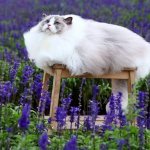 Fluffy Cat In Lavender Field