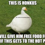 honkus can get us there I believe in him | THIS IS HONKUS; bro look im touching grass; I WILL GIVE HIM FREE FOOD FOR LIFE IF THIS GETS TO THE HOT PAGE. | image tagged in honkus,god,touch grass,why are you reading this | made w/ Imgflip meme maker