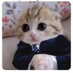 BUSINESSMAN KITTEN IN A SUIT