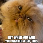 Becareful when your girlfriend or wife asks to get a Cat!!! | HEY, WHEN YOU SAID YOU WANTED A CAT, THIS WASN'T WHAT I HAD IN MIND!!! | image tagged in cats,funny,funny cats,ugly,ugly cats | made w/ Imgflip meme maker