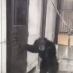 Totally got locked out | Me trying to enter my House when the Door is Locked and i forgot the Keys: | image tagged in gifs,memes,funny,relatable memes,so true memes,lock | made w/ Imgflip video-to-gif maker