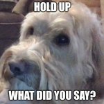 dog | HOLD UP; WHAT DID YOU SAY? | image tagged in dog | made w/ Imgflip meme maker