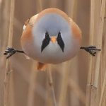 Bearded reedling 2