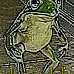 harold. | harold | image tagged in froggo | made w/ Imgflip meme maker