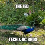 tech bros | THE FED; TECH & VC BROS | image tagged in peacock | made w/ Imgflip meme maker