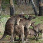 Kangaroos screwing sex fucking JPP