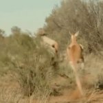 Australian flirting kangaroo aussie JPP GIF Template