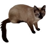 cat surfing
