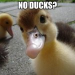 No ducks? | NO DUCKS? | image tagged in no ducks | made w/ Imgflip meme maker