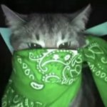 Gato Mexicano