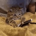 CAT LOOKS AT PHONE, SAD