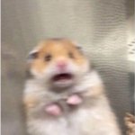 Scared Hamster | When you have a cough drop in your mouth and you accidentally swallow it: | image tagged in scared hamster | made w/ Imgflip meme maker