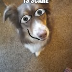 Scarey cintmint | THE CINTMINT IS SCARE; STAY AWAY | image tagged in the cintmint | made w/ Imgflip meme maker
