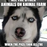 Suspicious Husky | ALL THE OTHER ANIMALS ON ANIMAL FARM; WHEN THE PIGS TOOK ALL THE MILK AND APPLES FOR THEMSELVES | image tagged in suspicious husky,english teachers,animal farm | made w/ Imgflip meme maker