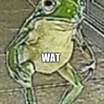 froggo | WAT | image tagged in froggo | made w/ Imgflip meme maker