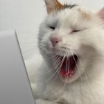 Cat scrolling through  Laptop meme