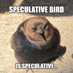 Speculative bird is speculative | SPECULATIVE BIRD; IS SPECULATIVE... | image tagged in speculative bird | made w/ Imgflip meme maker