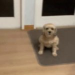 My dog Meme Generator - Imgflip