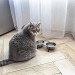 Starving Cat