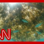 CNN, Seawead template