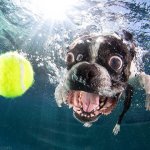 Diving Dog