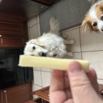Two pups and a cheese stick