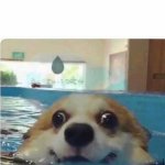 doggo swim