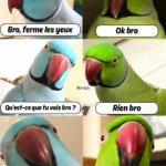 Parrot perruche bro