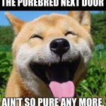Resubmitted- Had to fix a typo | THE PUREBRED NEXT DOOR; AIN’T SO PURE ANY MORE. | image tagged in happy doge | made w/ Imgflip meme maker