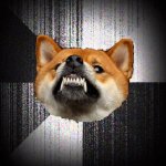 Insanity Shiba