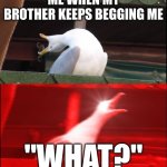 screaming seagull | ME WHEN MY BROTHER KEEPS BEGGING ME; "WHAT?" | image tagged in screaming seagull | made w/ Imgflip meme maker