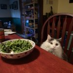 Cat at table