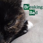 Breaking Bad Cat