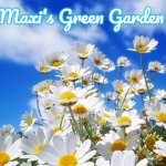 spring daisy flowers | Maxi's Green Garden | image tagged in spring daisy flowers,maxi's green garden,slavic,maxis green garden | made w/ Imgflip meme maker