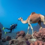 Camel hanging out with his human underwater