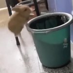 Bunny jumping into trash can meme