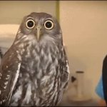 So Calm Owl GIF Template